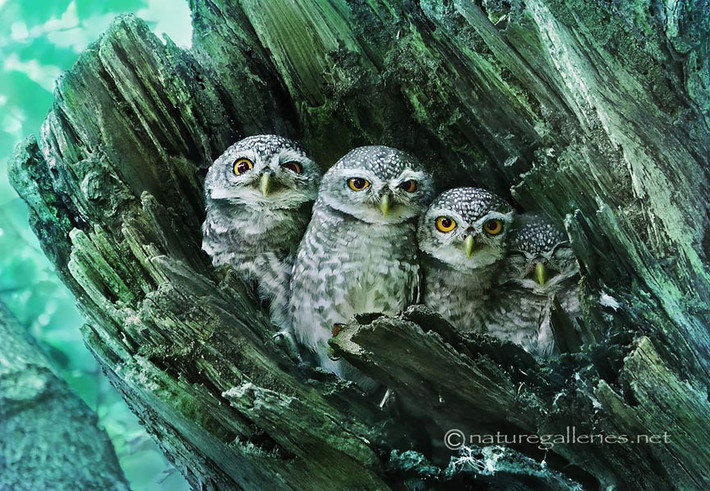 Có những khoảnh khắc lại rất đáng yêu, gần gũi. (Theo Boredpanda)