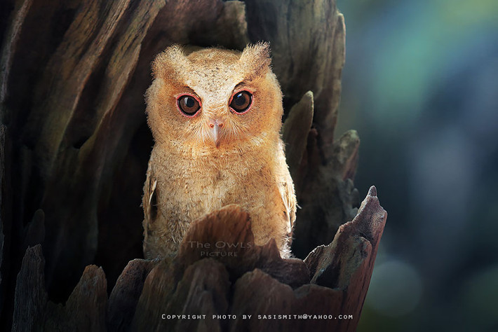 Khi lại đẹp lạnh lùng, lạ lẫm. (Theo Boredpanda)