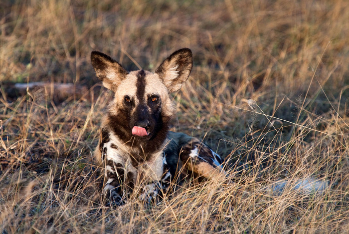 Nhiếp ảnh gia Dominic Oldridge trong thời gian khám phá thiên nhiên hoang dã tại khu bảo tồn Selous Game Reserve bắt được cảnh tượng vô cùng thú vị về cảnh đi săn kịch tính của bầy chó hoang châu Phi. (Theo Africa Geographic)