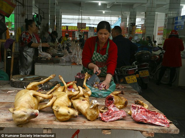 Như đã biết, lễ hội thịt chó thường niên ở Ngọc Lâm, Quảng Tây, Trung Quốc khiến khoảng 10.000 con chó bị giết chỉ trong một vài ngày nhưng sự thật còn kinh khủng hơn khi hàng ngày, hàng giờ vẫn có hàng trăm con chó, mèo bị giết thịt một cách vô cùng tàn nhẫn.(Theo Dailymail)