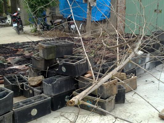 Tháng 12/2014, Viện Sức khỏe nghề nghiệp và Môi trường - Bộ Y tế đã kiểm tra và phát hiện nước tại các kênh và rãnh thoát nước ở làng tái chế chì Đông Mai có hàm lượng chì cao hơn giới hạn cho phép 1.000 lần.