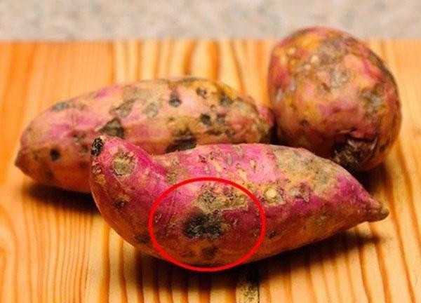 2. Khoai lang đốm Khoai lang lâu ngày thường xuất hiện các đốm nâu đen, lúc này phần lớn là do khoai bị nhiễm vi khuẩn đốm đen, nếu ăn thường xuyên sẽ bị hại gan.