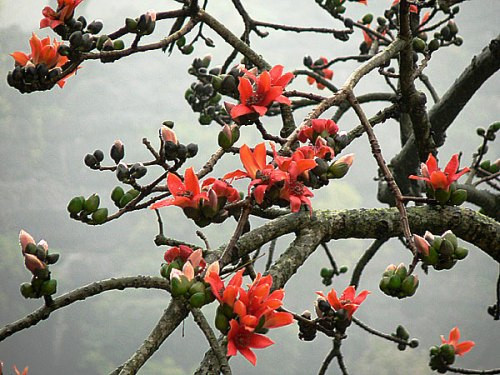 Dùng 40g vỏ cây gạo cạo bỏ vỏ giấy bên ngoài, thái lát, sao vàng sau đó sắc nước uống có thể trị bệnh.