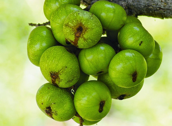 Sung cũng là vị thuốc chữa sỏi thận hiệu quả.