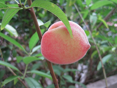 Quả đào cũng không nên ăn vào mùa đông.