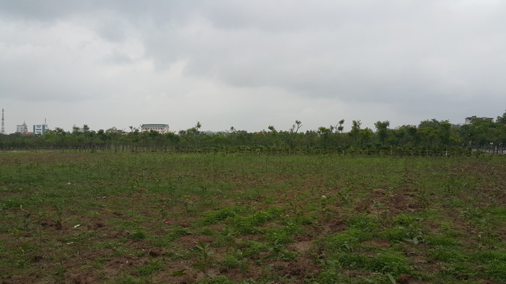 Những cây non vừa được ươm trồng chưa lâu.