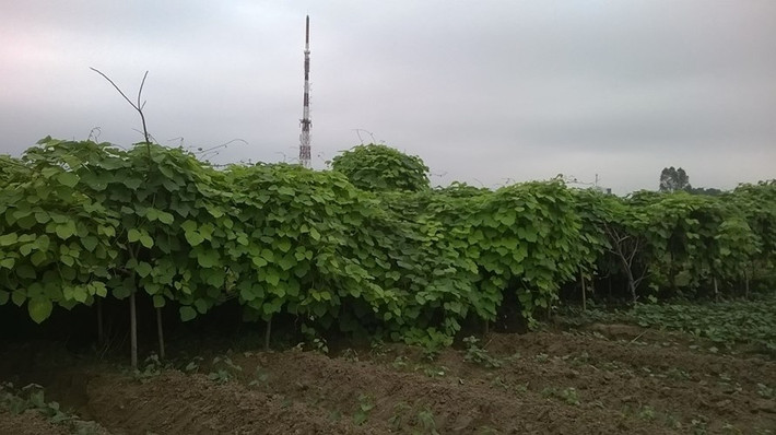 Trước đó, khu đất này được người dân tận dụng trồng khoai sắn.