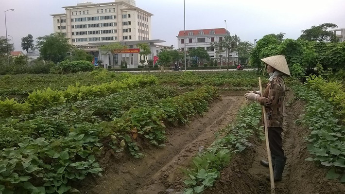 Nhưng đến nay đã trở thành vườn ươm cây.