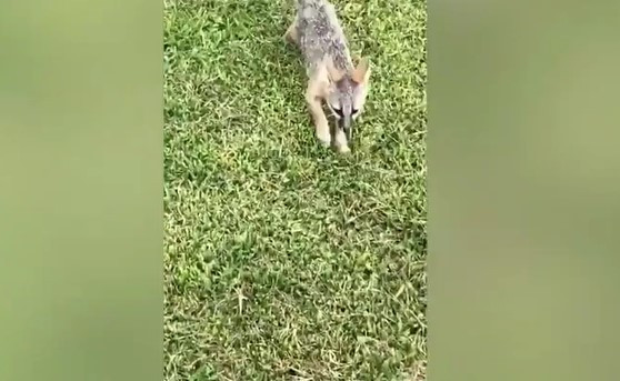"Đồng nghiệp của tôi đã sai. Đây không phải là một con chó. Đó là "con trai" của tôi và nó là một con cáo", anh Malachi nói.
