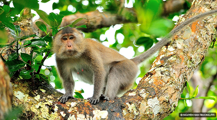 Khỉ đuôi dài có tên khoa học là Macaca fascicularis, thuộc nhóm IIB trong danh mục động vật rừng nguy cấp quý hiếm. Đây là loài khỉ có tuổi thọ cao nhất khi mỗi cá thể có thể sống tới 37 năm. Đây cũng là loài có chiều dài đuôi lớn hơn so với cơ thể: chiều dài đuôi đạt mức tối đa là 65 cm trong khi chiều dài cơ thể tối đa là 55 cm.