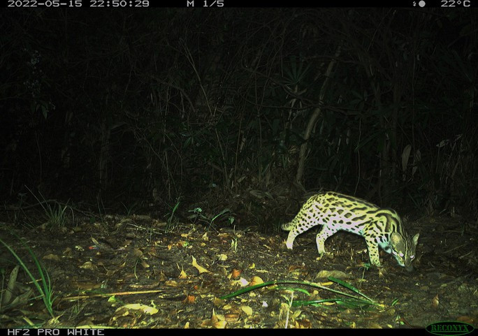 Mèo rừng có tên khoa học là Prionailurus bengalensis, thuộc nhóm IIB trong danh mục động vật rừng nguy cấp quý hiếm. Chúng có ngoại hình đẹp nên bị một số đối tượng săn bắt để bán làm thú cưng.