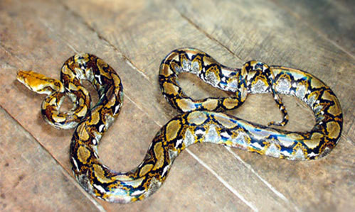 Trăn gấm có tên khoa học là Python reticulatus. Khi trưởng thành, mỗi cá thể dài khoảng 6 - 7m, đầu dài, nhỏ, màu vàng nhạt hoặc nâu. Trên thân và đuôi có các đường xám đen nối với nhau tạo thành dạng mắt dưới nổi trên nền màu vàng nâu.