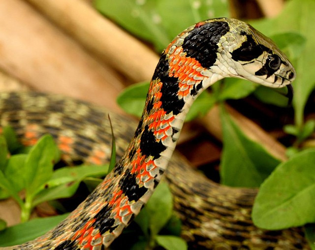 Khi bị đe dọa, rắn hổ keelback sẽ phình gáy lên, nơi có hai tuyến chứa đầy hóa chất bufadienolides - một loại hóa chất có thể gây khó thở và tác động mạnh đến cơ tim. Chúng thích ăn thịt cóc - loài động vật lưỡng cư có các mụn da nổi trên lưng chứa đầy chất độc bufadienolides. Qua đó, chúng hấp thụ chất độc rồi dùng để đối đầu kẻ thù khi cần thiết.