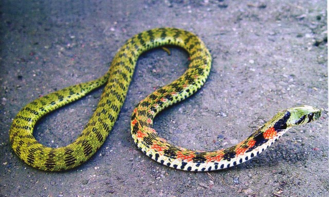 Rắn hổ keelback (Tiger keelback) là một loài rắn nước, còn gọi là yamakagashi hay rắn nước Nhật Bản, sống phổ biến ở vùng Đông Nam Á, trong đó có Việt Nam. Chúng chủ yếu sử dụng chất độc để phòng thủ.