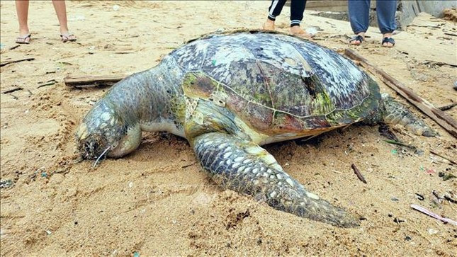 Sau khi kiểm tra, cơ quan chức năng nhận định, cá thể rùa biển trên chết từ nhiều ngày trước, khả năng do va chạm với các phương tiện hàng hải dẫn đến bị thương nặng và chết. Sau đó, nó theo từng đợt sóng trôi dạt vào bờ biển. Cơ quan chức năng TP Vũng Tàu đã tiến hành lập biên bản ghi nhận vụ việc, lên phương án tiến hành xử lý bằng cách chôn lấp. Ảnh: Báo Tin tức.