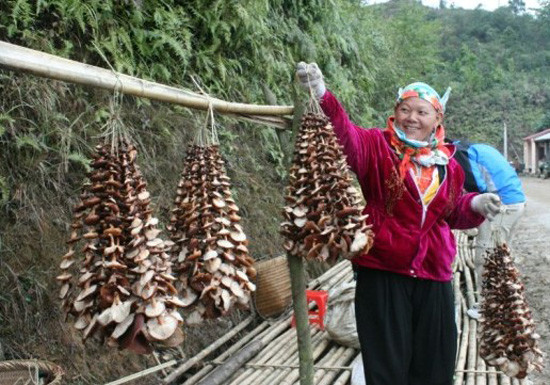 Cũng là nấm hương nhưng khác với những loài thường được bày bán trong cửa hàng, siêu thị, nấm hương rừng Điện Biên sau khi được hái tươi, sẽ được phơi khô theo kiểu truyền thống, móc vào từng xâu bằng lạt tre. Về ngoại hình có vẻ như không bắt mắt lắm, nhưng về chất lượng thì thật sự ngon, thật sự thơm, mang theo cả hương vị của vùng núi rừng.