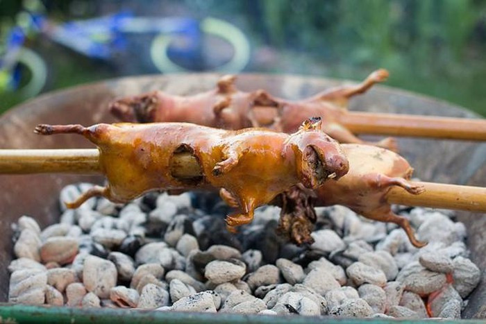 Người Peru tiêu thụ khoảng 65 triệu con chuột lang mỗi năm.
