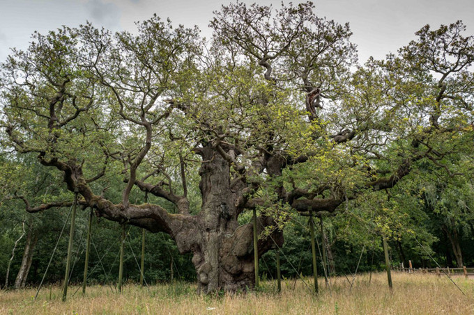 Cây sồi Vĩ Đại (Major Oak) sinh trưởng trong khu rừng Sherwood ở Nottinghamshire, Anh. Theo các chuyên gia, cây sồi khoảng 1.000 tuổi và nặng gần 23 tấn.
