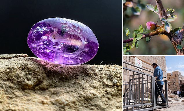 Loài cây Commiphora gileadensis cũng thường được đề cập đến trong Kinh Thánh và những ghi chép lịch sử khác.