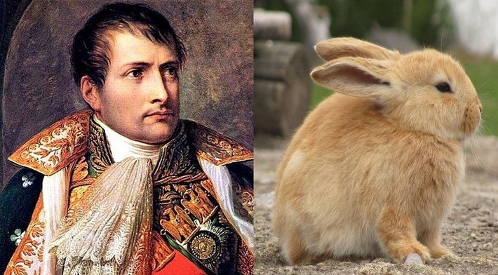 Đến ngày đi săn, hoàng đế Napoleon cùng nhiều tướng sĩ, quan lại vào công viên. Họ mang theo đầy đủ dụng cụ đi săn với hy vọng sẽ tóm được nhiều con thỏ.