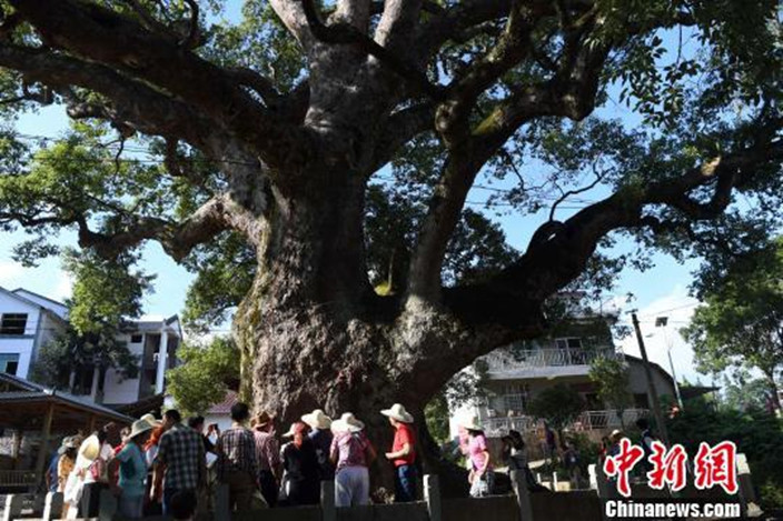 Đến nay, giới học giả vẫn chưa thể lý giải nguồn gốc của bức tượng "ngài tướng quân" bên trong thân cây.