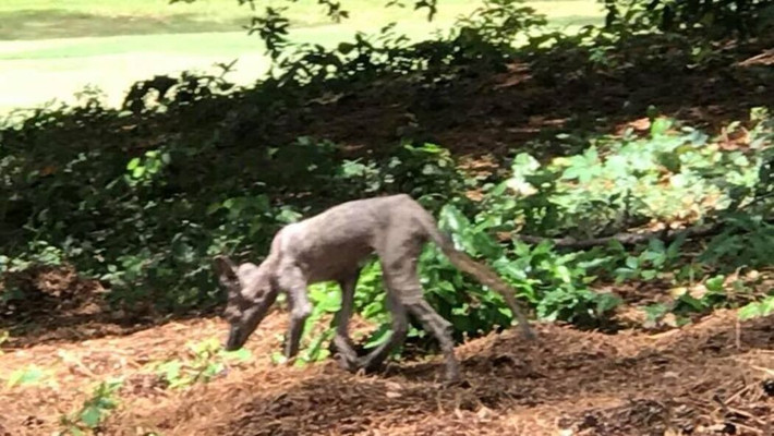 Một số nhân chứng từng nhìn thấy Chupacabra mô tả sinh vật bí ẩn này có hình dáng giống kangaroo, hàm răng sắc nhọn, răng nanh khủng khiếp, cổ dài, chân trước ngắn. Bốn chân của nó đều có móng vuốt dài và đôi mắt màu đỏ như máu.