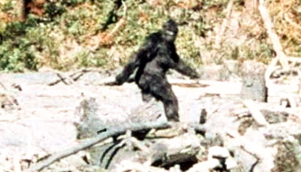 Trong những năm qua, một số người tuyên bố nhìn thấy Bigfoot xuất hiện trong các khu rừng rậm ở Bắc Mỹ. Theo lời kể của các nhân chứng, sinh vật bí ẩn nổi tiếng thế giới này có cơ thể cao lớn trông giống khỉ nhưng có thể đứng thẳng trên 2 chân.