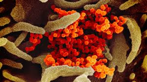 “Vì virus Sars-CoV-2 đang lan truyền mạnh nên nhiều động vật hoang dã khác cũng sẽ bị nhiễm virus thông qua tiếp xúc trực tiếp hoặc gián tiếp với hươu đuôi trắng hoang dã”, nhóm tác giả nhận định.
