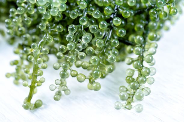Rong nho cũng giúp thúc đẩy sản xuất collagen và chất oxy hóa. Vì vậy, nó được coi là “mỹ phẩm tự nhiên” giúp bảo vệ và chăm sóc da, tóc và làm chậm quá trình lão hóa của con người.