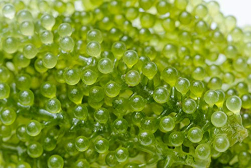 Thêm nữa, rong nho rất giàu protein, canxi và axit béo không bão hòa có trong nhóm Omega 3 (DHA, ELA, ALA) hỗ trợ kháng viêm, làm giảm các triệu chứng của bệnh viêm khớp.