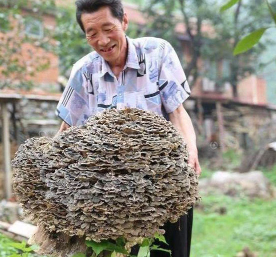Cụ thể, trong lúc đi tìm các loại thảo dược trong rừng, lão nông tình cờ phát hiện một cây nấm khổng lồ mọc trên cây cổ thụ. Theo quan sát của lão nông, cây nấm cao khoảng 50 cm và có hình dáng giống như một chiếc ô. Đây là lần đầu tiên trong đời ông nhìn thấy một cây nấm lớn như vậy.