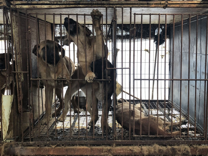 Tại Hàn Quốc, nuôi chó làm thịt là hợp pháp. Nhiều trang trại nuôi chó hoạt động khắp cả nước. Nhiều chú chó bị đối xử tàn bạo.