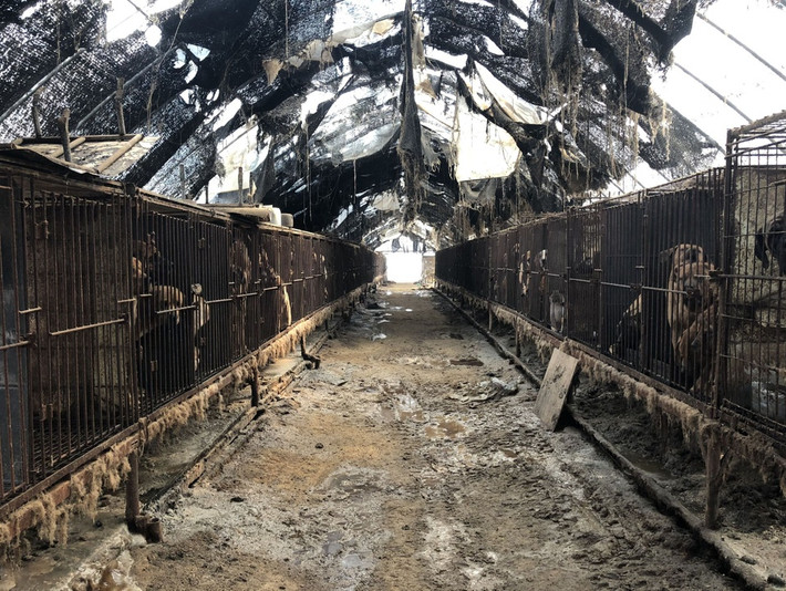 Khung cảnh bên trong trang trại chó ở Wonju, Hàn Quốc. Theo USA Today, trang trại này cung cấp thịt chó cho hàng nghìn nhà hàng ở khu vực Đông Bắc của Hàn Quốc.
