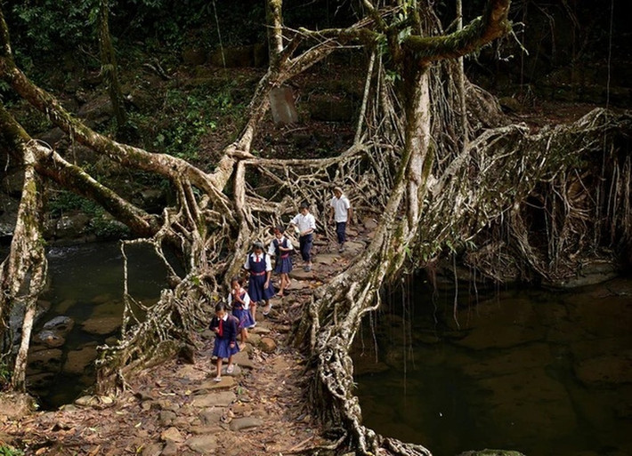 Trong nhiều thế kỷ, người dân địa phương đã đào rễ cây cao su để phát triển thành những cây cầu tự nhiên, tồn tại lâu hơn rất nhiều so với những công trình kiến trúc bằng gỗ nhân tạo đã mục nát chỉ trong vài năm. Ảnh: IT.