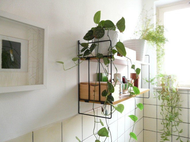 Cây trầu bà làm sạch không khí, loại bỏ một số hóa chất như arbon monoxide và benzen. Trầu bà phát triển một cách dễ dàng ở nhiệt độ mát mẻ và cần ít ánh sáng mặt trời. Ngoài ra, những chậu dây leo giúp phòng tắm xanh mát.
