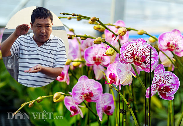 Ông Vũ Mạnh Hùng, một nông gia đang quá ngưỡng tuổi “ngũ thập” tiếp phóng viên giữa khu vườn trang trại của mình rộng hàng nghìn m2 chung sống 2 loài hoa chủ lực là hàng chục loại hồ điệp và hoa ly đang thời kỳ kinh doanh.