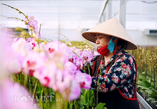 Sản phẩm hoa lan của trang trại được bán tại các thành phố lớn như Hà Nội, TP Hồ Chí Minh, Đà Nẵng, xuất bán sang thị trường nước ngoài với doanh thu lên tới cả chục tỷ đồng mỗi năm.