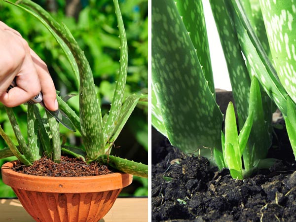 Lô hội là thảo dược rất tốt cho đường ruột. Nó có thể được sử dụng để giúp tuôn ra ký sinh trùng bởi trong lá cây lô hội có tác dụng bôi trơn, giúp bạn bài tiết ra ngoài.