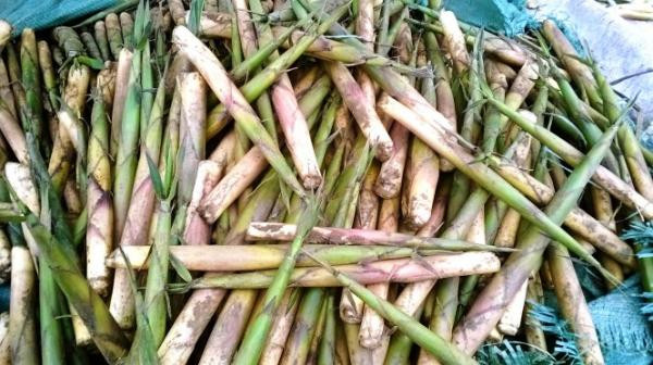 Măng sặt mọc ở nhiều nơi tại tỉnh Phú Thọ, nhưng măng sặt ngon nhất có lẽ phải kể đến măng sặt mọc trên núi Buộm - dãy núi cao nhất ở Ấm Hạ. Cứ vào tháng 2 đến tháng 4 âm lịch hàng năm, người dân Ấm Hạ lại lên núi hái măng sặt về chế biến thành các món ăn ngon, hấp dẫn như: măng sặt om xương, xào, luộc, nướng trên than củi, hầm cá, hay ngâm giấm ớt. Ảnh: Tuổi trẻ.