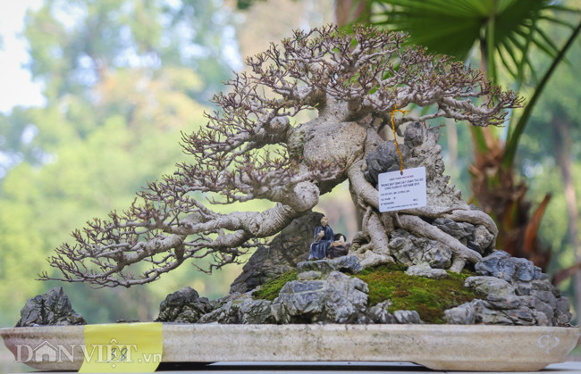 Tác phẩm si bonsai được tạo hình độc đáo như một bức tranh phong cảnh hữu tình. Nhiều người chơi cây cảnh cho biết giá của nó không dưới 100 triệu.