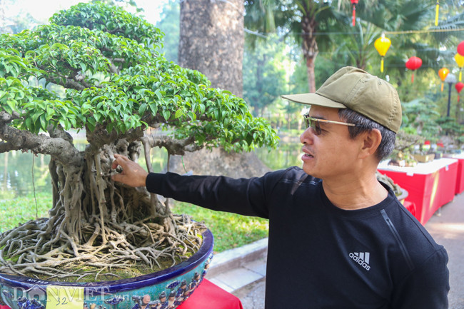 Mải mê ngắm cây sanh bonsai cổ, anh Thắng (Cầu Giấy, Hà Nội) chia sẻ, cây sanh này có dáng làng, giống cây có lá hình móng rồng, những vết sần trên thân cây cũng cho thấy cây khá nhiều tuổi, có thể nói đây là một cây sanh rất quý.
