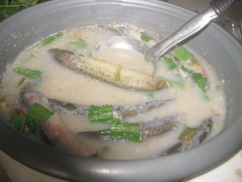 Cá chạch chữa liệt dương: Nhục quế và phụ phiến nấu lấy nước, bỏ bã; cá chạch (250 g) làm sạch nhớt, bỏ đầu, lấy thịt nấu cháo với nước nhục quế và phụ phiến. Khi cháo chín thêm vào ít muối và vài lát gừng, ăn nóng. Ảnh: Vietbao.