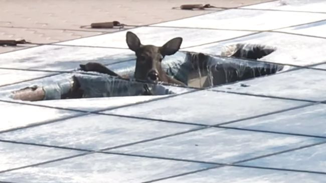 Một gia đình ở Đảo Staten đã tìm thấy một "vị khách không mời" trong một bể bơi ngoài trời - một con nai hoang dã. Cuối cùng, gia đình đã phải bỏ đi lớp vỏ nhựa của bể bơi để con nai trở về với thiên nhiên.
