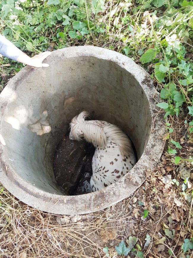 Một con ngựa tên Kikita đi dạo trong rừng và vô tình rơi vào xuống ống bê tông do quá tò mò. Cuối cùng, các nhân viên cứu hộ phải sử dụng cần cẩu và xe nâng để giải cứu nó.