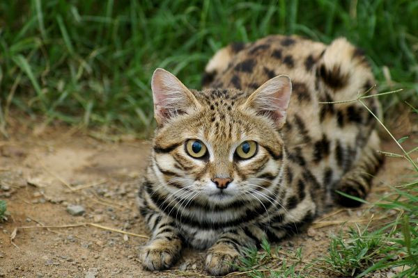 Điểm thú vị của mèo chân đen ở chỗ, tuy là mèo nhưng khả năng leo trèo của mèo chân đen khá là kém và chúng cũng không để ý mấy tới các cành cây.