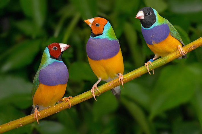 Phần còn lại của cơ thể, bộ cánh của chim sẻ Gouldian pha trộn đủ các màu sắc tươi sáng như ngọc lam, tím, xanh dương, vàng, xanh lá cây.