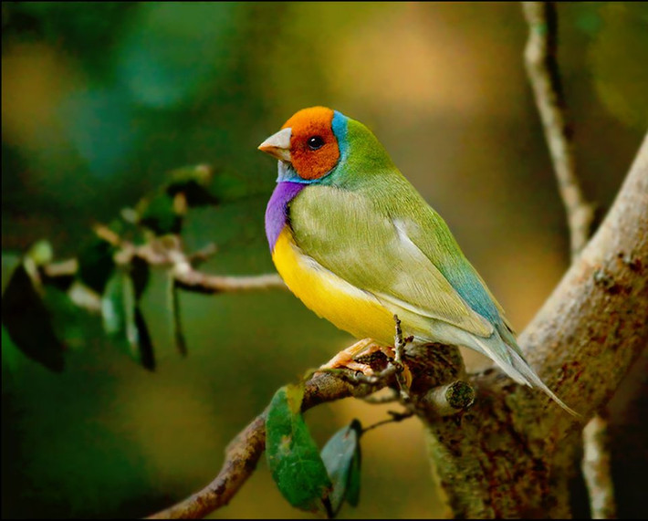 Họ quan sát rất nhiều ngày và phát hiện, sẻ Gouldian đầu đỏ rất được ưa thích, rất đào hoa, vì vậy chúng cũng bị vỏ bọc hào nhoáng tạo ra rất nhiều áp lực và căng thẳng. Chúng phải cạnh tranh nhiều hơn, nỗ lực nhiều hơn, rất mệt mỏi, tỷ lệ sống sót cũng thấp.
