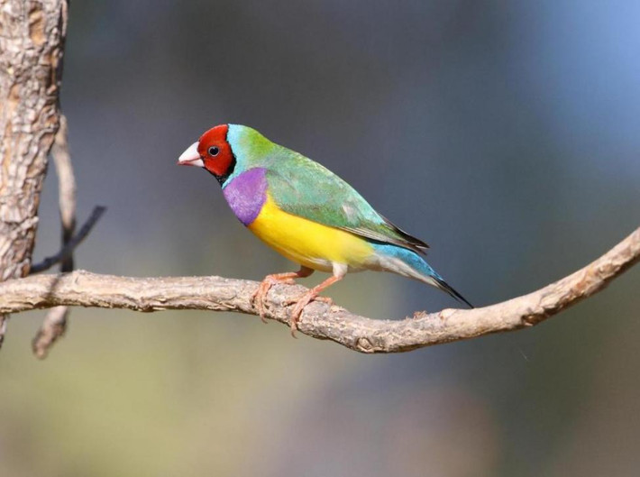 Các nhà nghiên cứu cũng cho biết, những con chim sẻ Gouldian đầu đỏ dường như có lợi thế hơn hẳn. Sẻ mái Gouldian rất thích những con đực có lông đầu màu đỏ. Không chỉ thế, sẻ trống Gouldian đầu đỏ cũng chiếm ưu thế hơn trong hệ thống phân cấp xã hội.