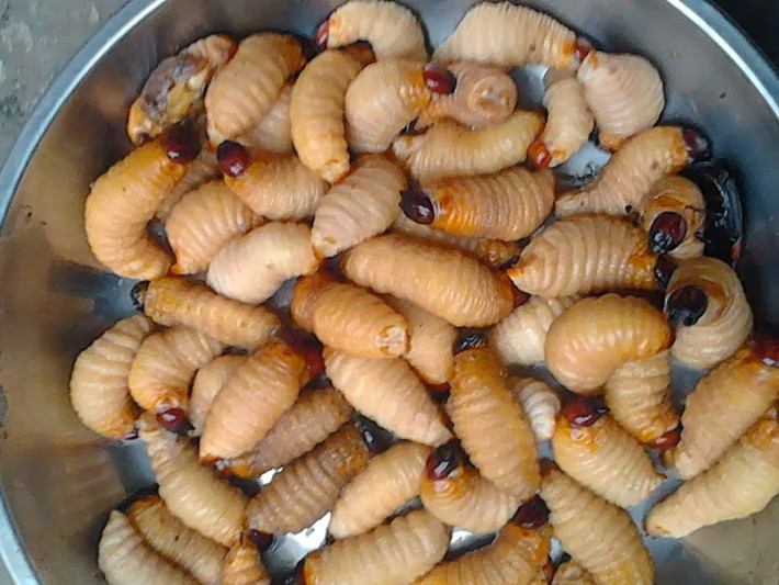 Đuông dừa lăn bột chiên cũng là món ăn được nhiều người yêu thích. Trước khi chiên, đuông được dội sơ nước sôi cho sạch, sau đó cho vào bột mì, trứng gà, tiêu, muối trộn cho dính đều bột, để dầu nóng rồi bắt đầu chiên. Đuông chiên ngon là chiên trên lửa nhỏ, khi chín có màu vàng nhạt.
