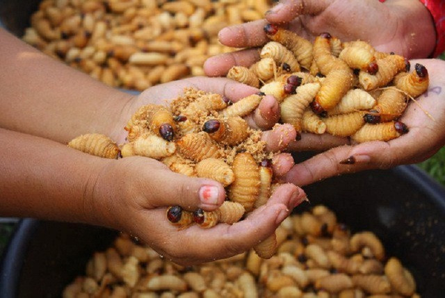 Gỏi đuông dừa: Đem đuông dừa chiên giòn rồi trộn với gỏi bao gồm ớt chuông thái mỏng, hành lá cắt khúc, tôm nhỏ chiên, ăn kèm với bánh phồng tôm và nước mắm chua ngọt.